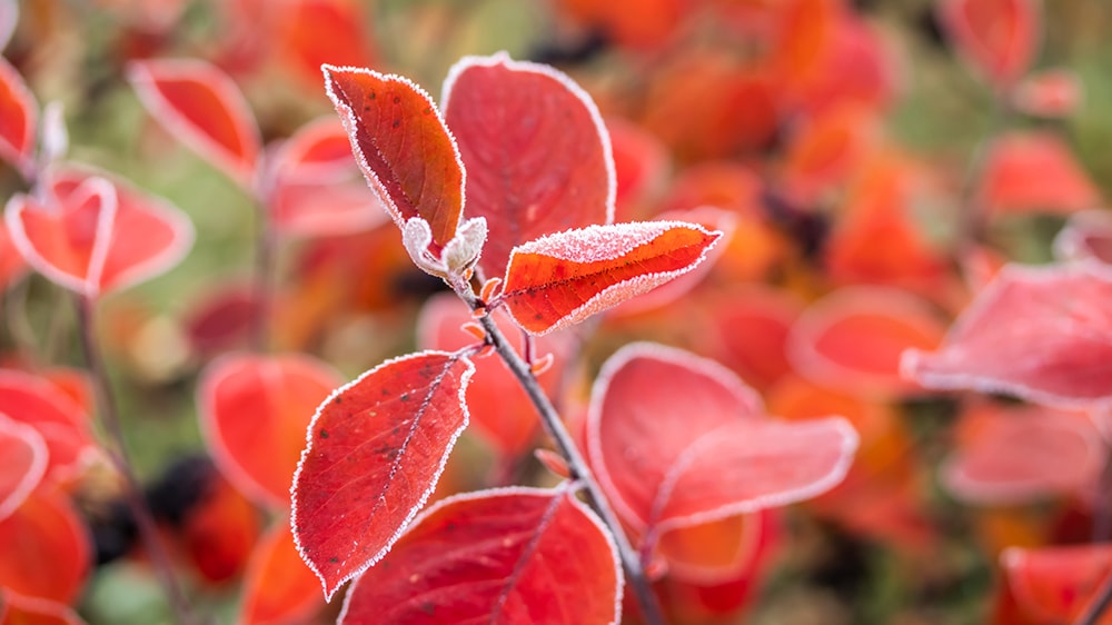 Aronia syksyn väriloistossaan.jpg