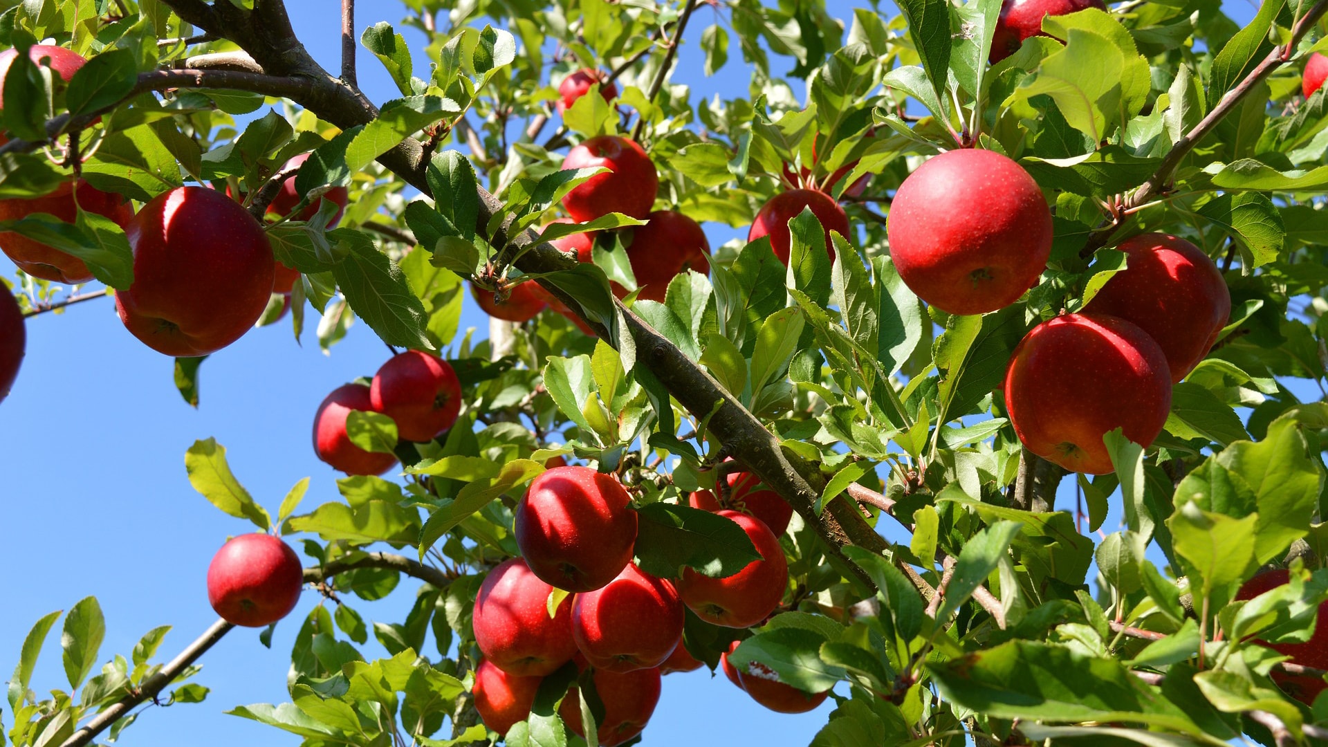apple-tree-4525789_1920