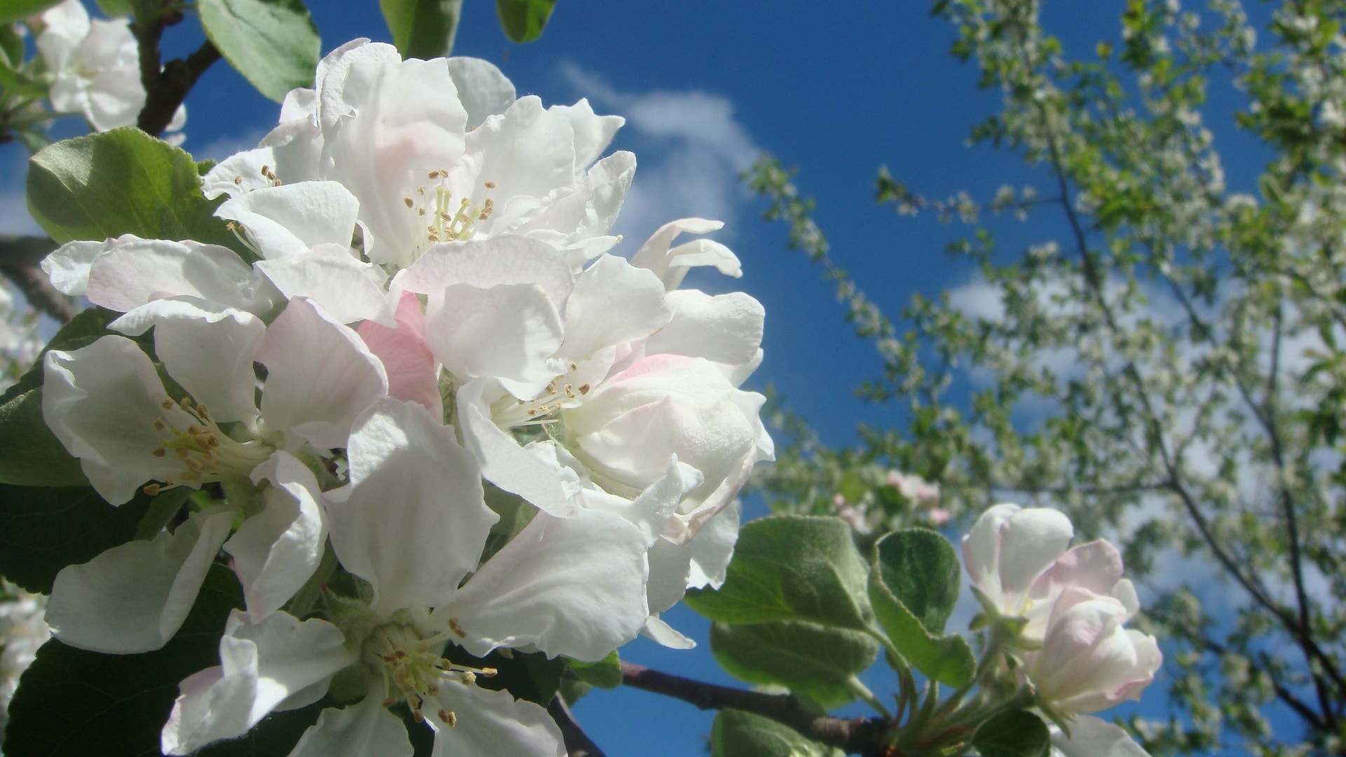 apple-trees-1633747_1920