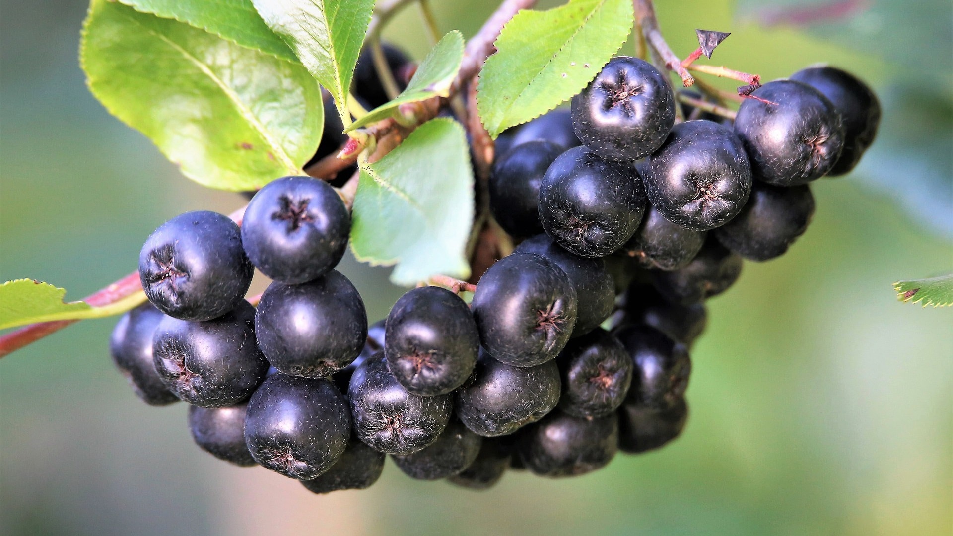 aronia-berries-5442465_1920