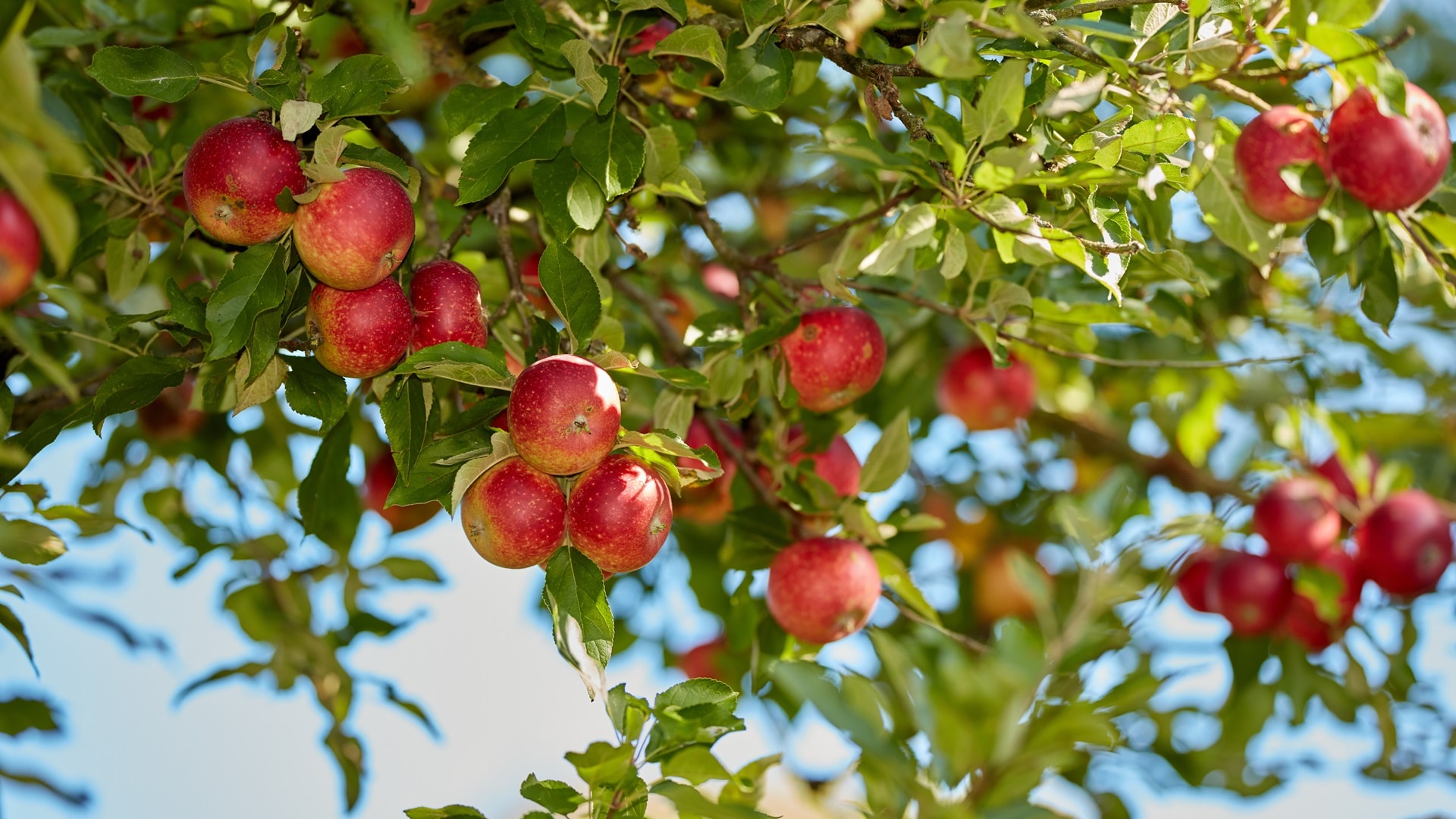 beautiful-apples-in-my-garden