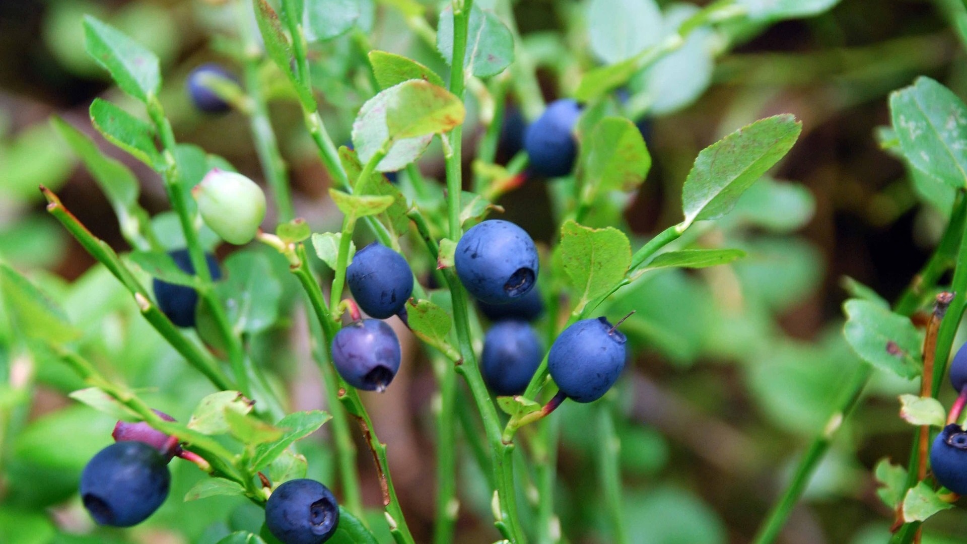 blueberry-2843770_1920