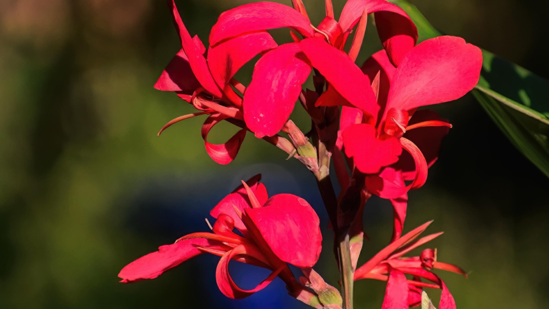 canna-lily-8055987_1920