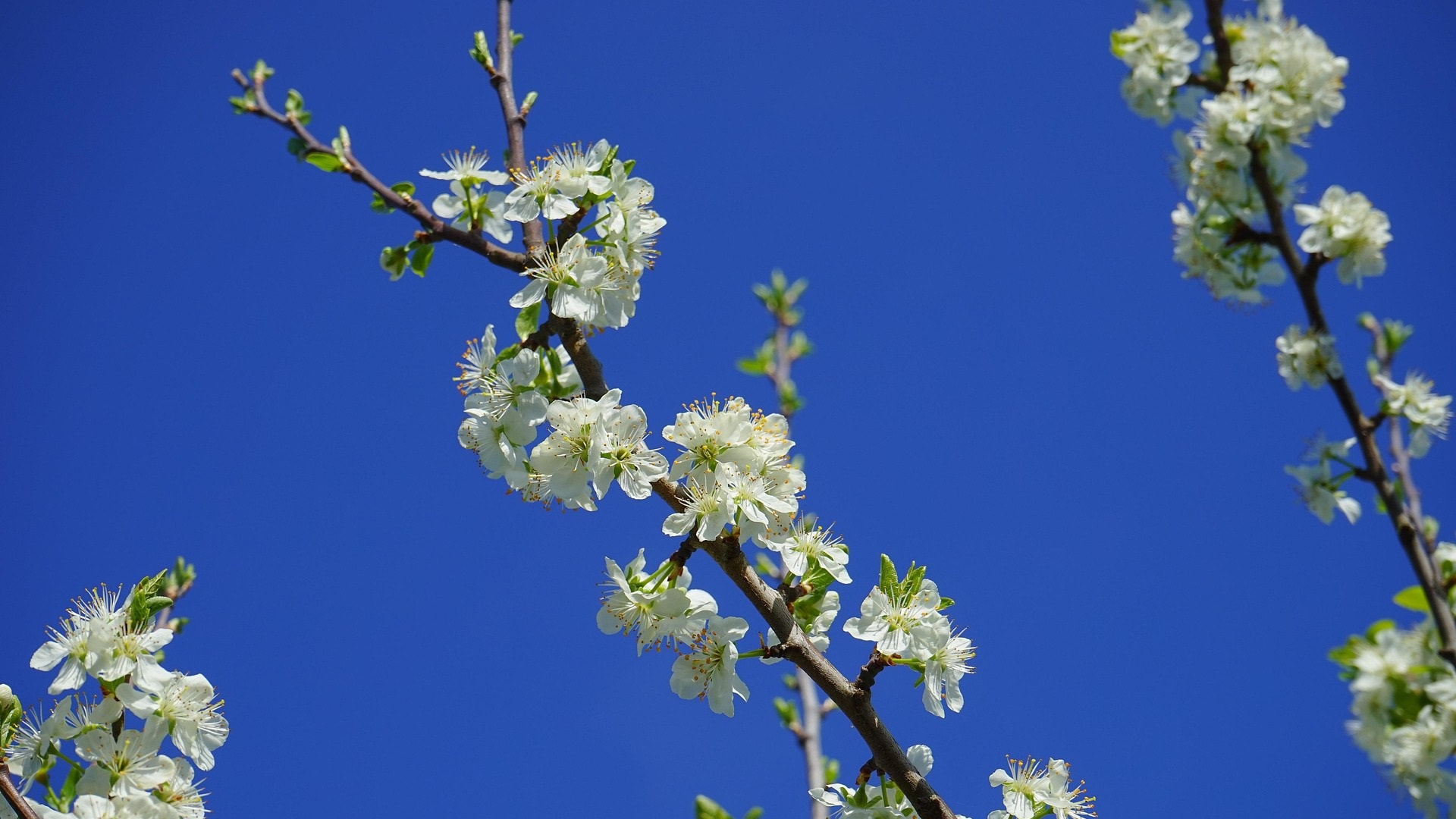 cherry-2369275_1920 (1)