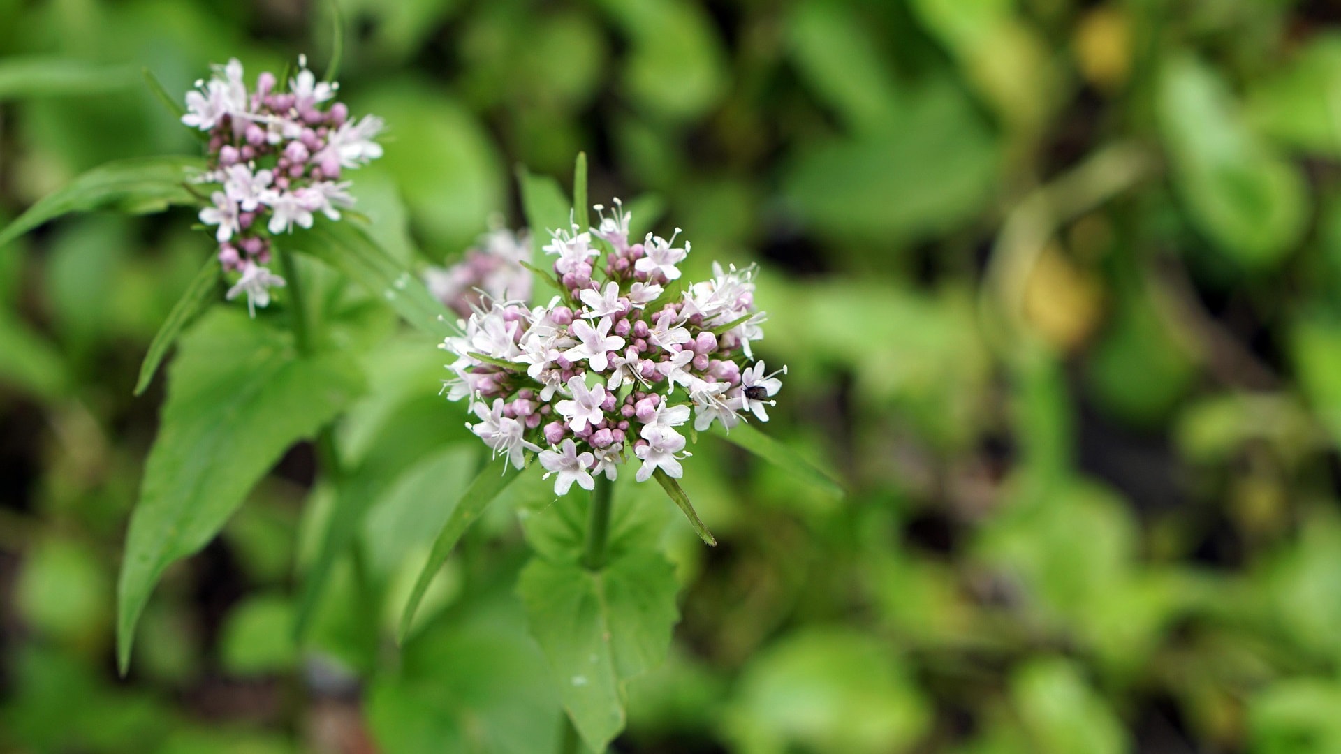 cicuta-maculata-1446939_1920