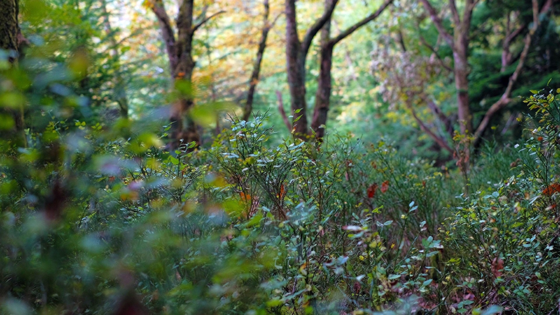 forest-2857753_1920