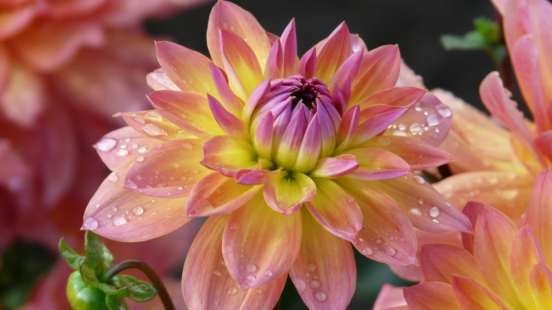 garden-dahlia-61546_1920
