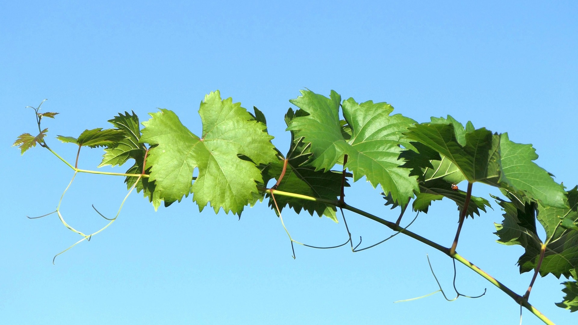 grapevine-3699370_1920