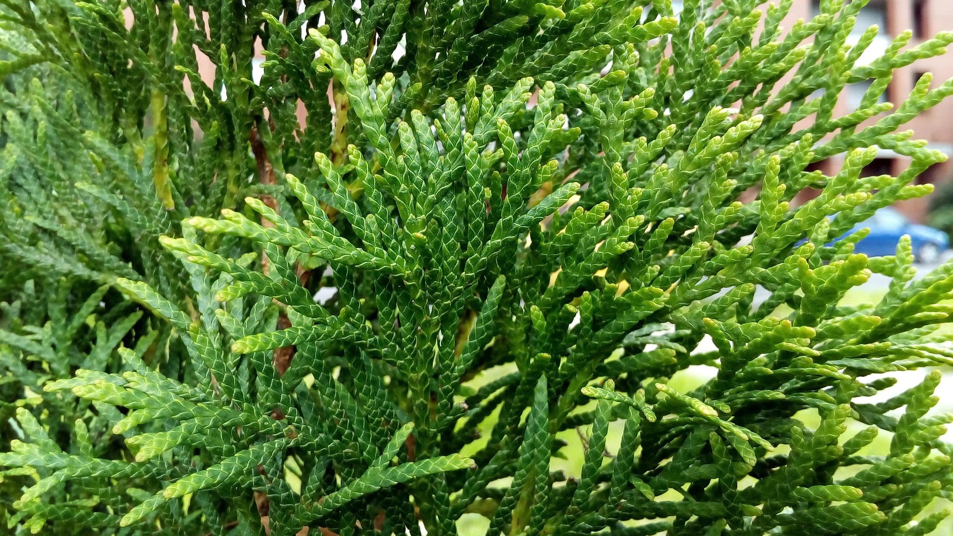 greens-2625892_1920