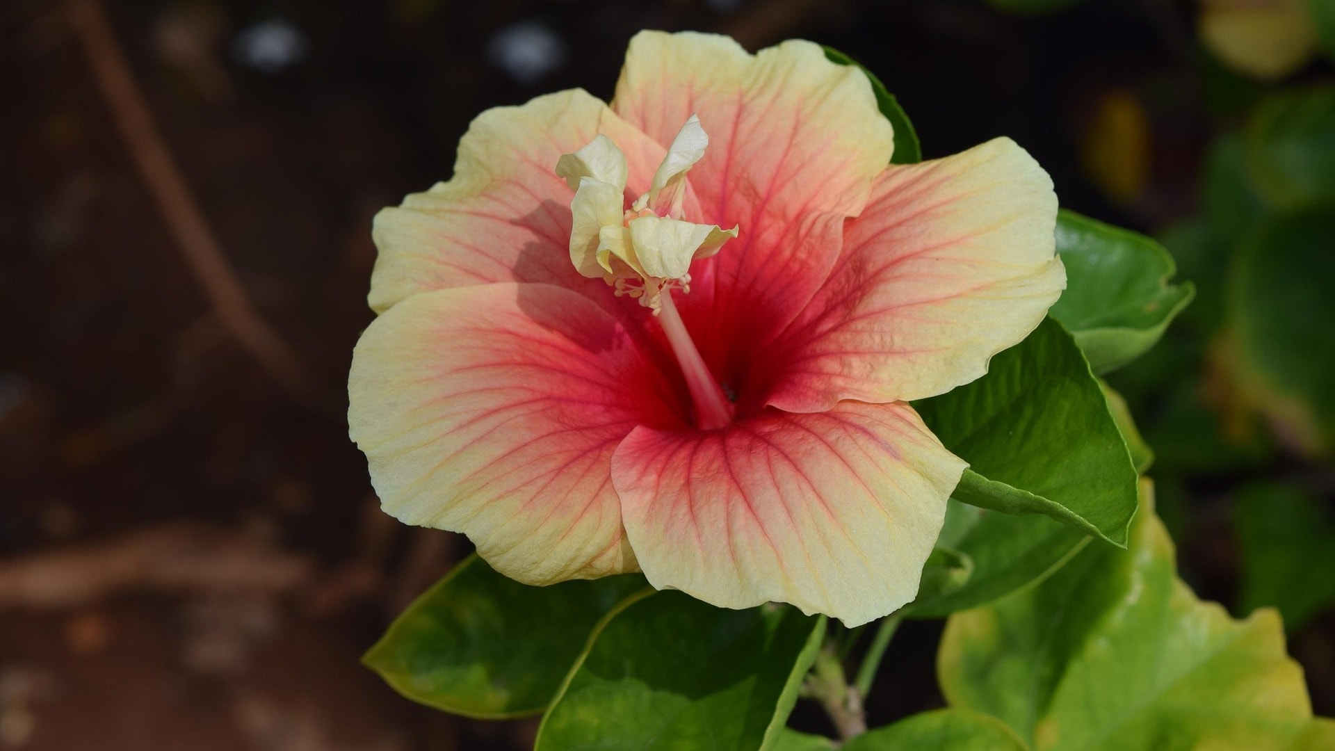 hibiscus-rosa-sinensis-1103554_1920