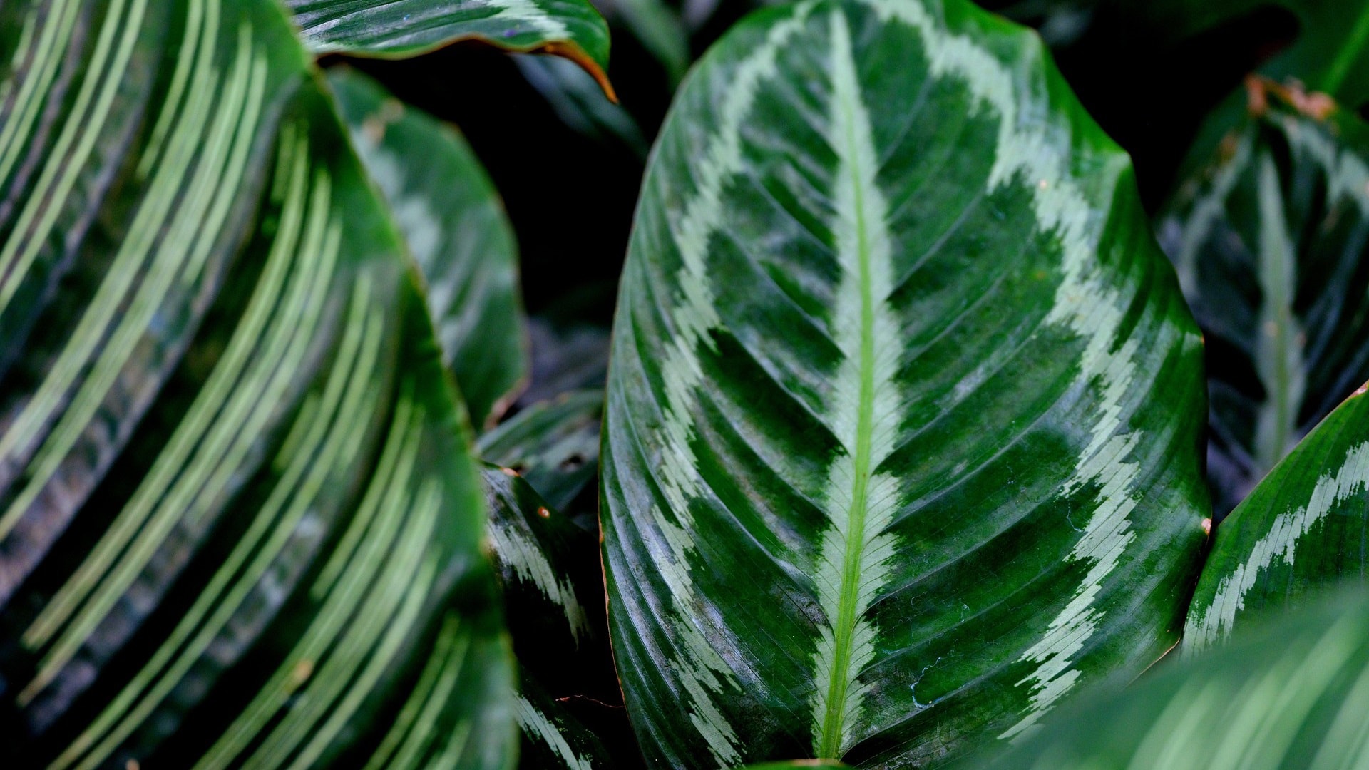 leaves-7975358_1920_maija