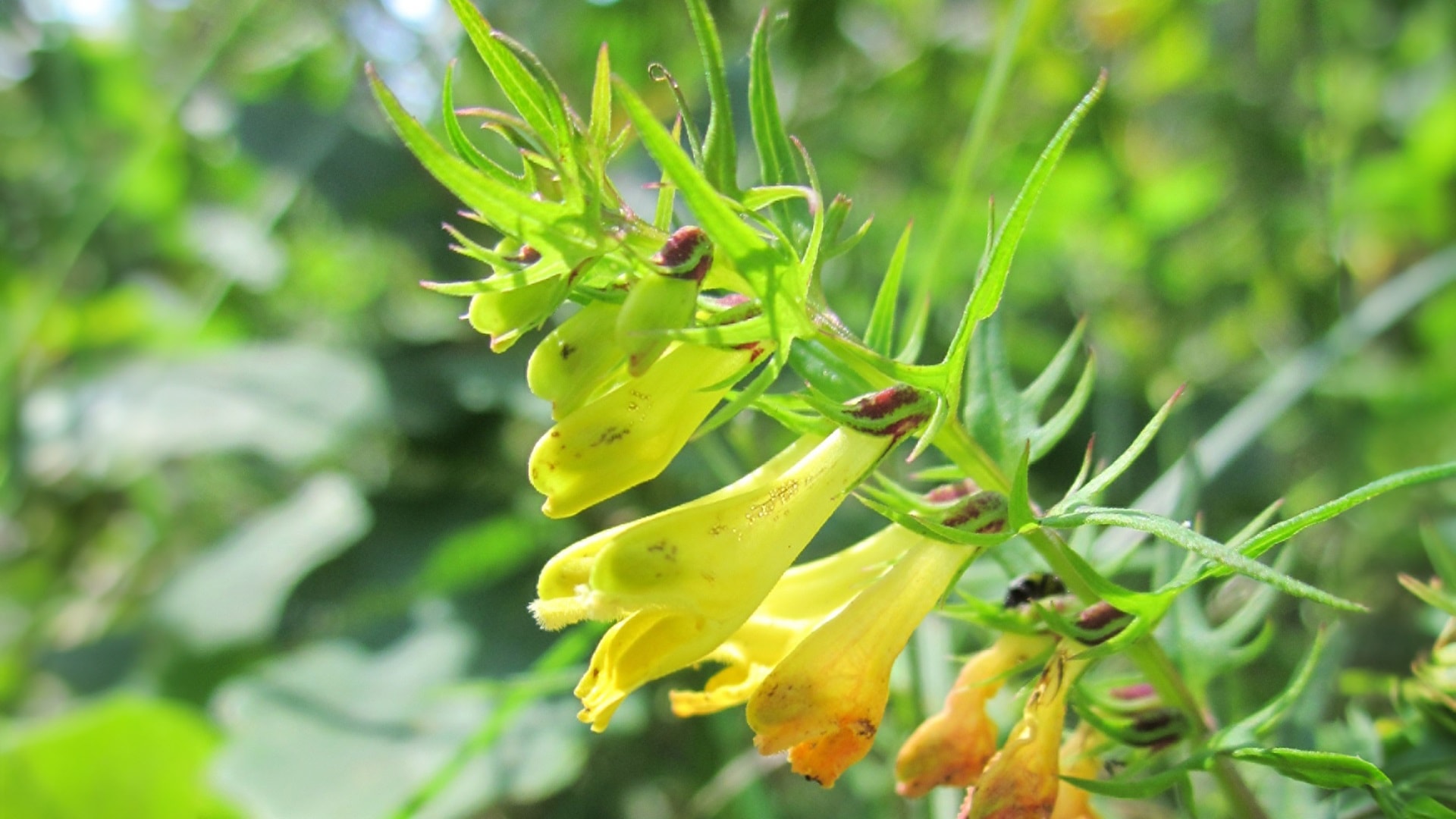 melampyrum-pratense-848725