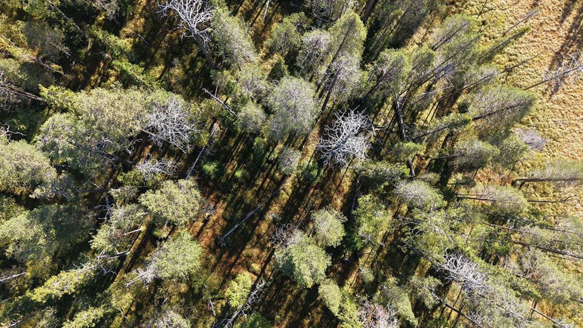 metsäkuva Samuli Junttila
