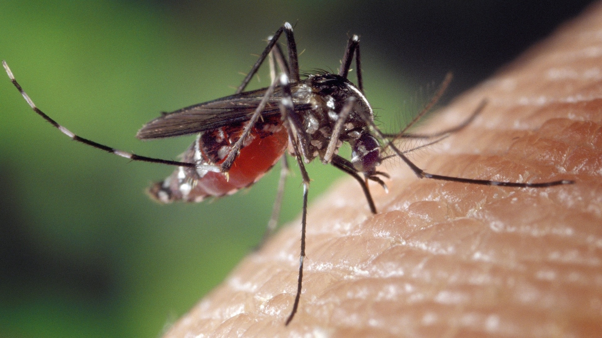 mosquito-1332382_1920