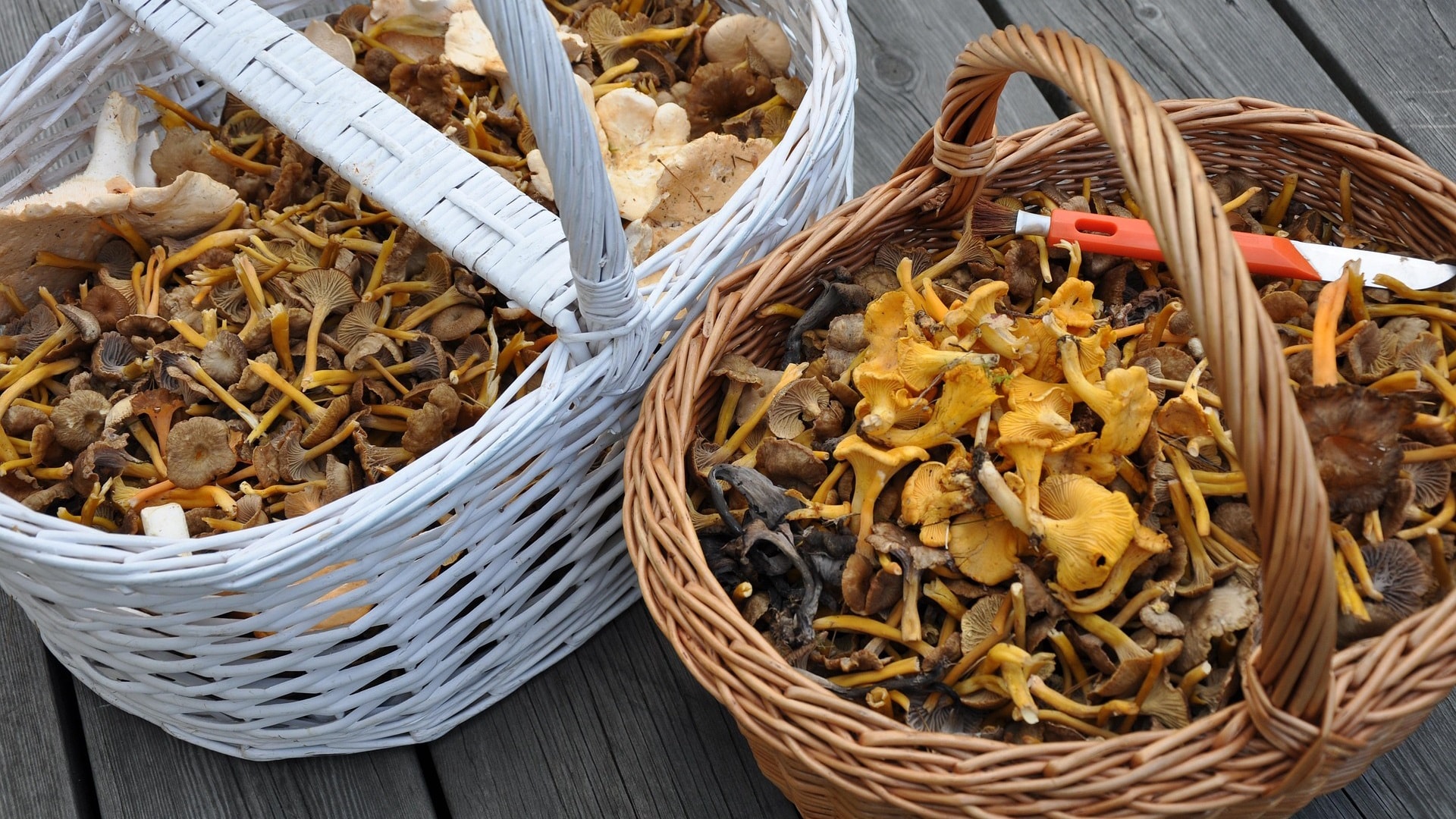 mushroom-644347_1920