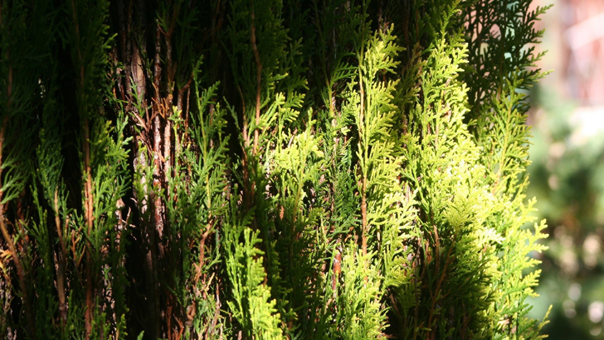 nature-640034_1920