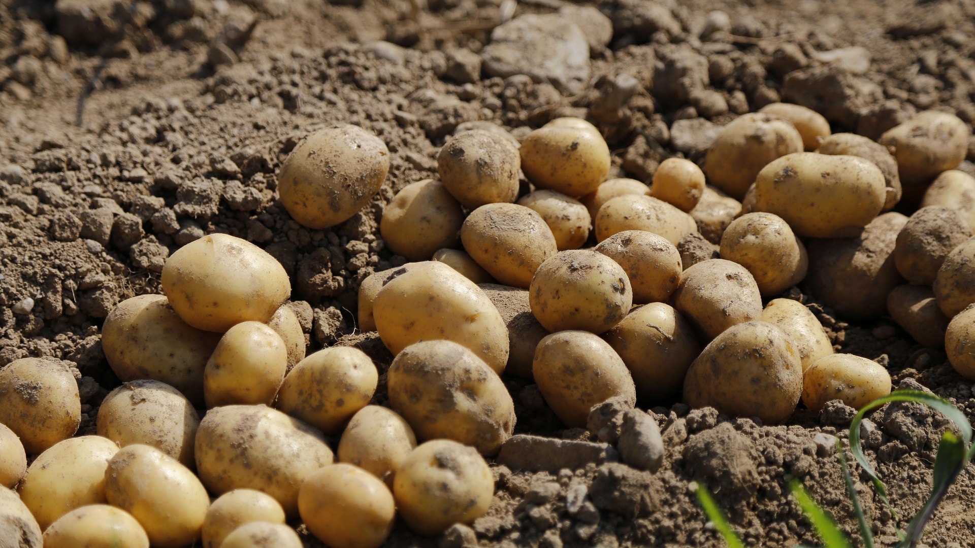 potato-983788_1920
