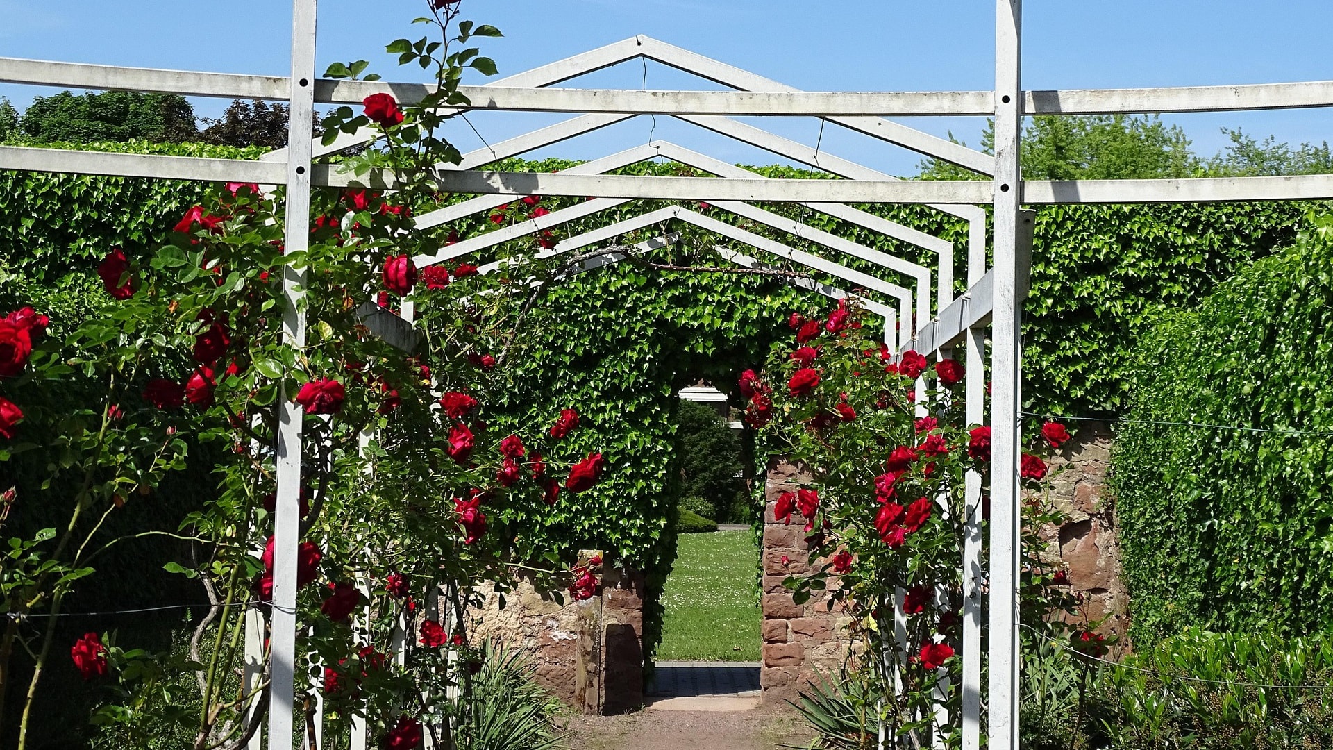 roses-5163718_1920