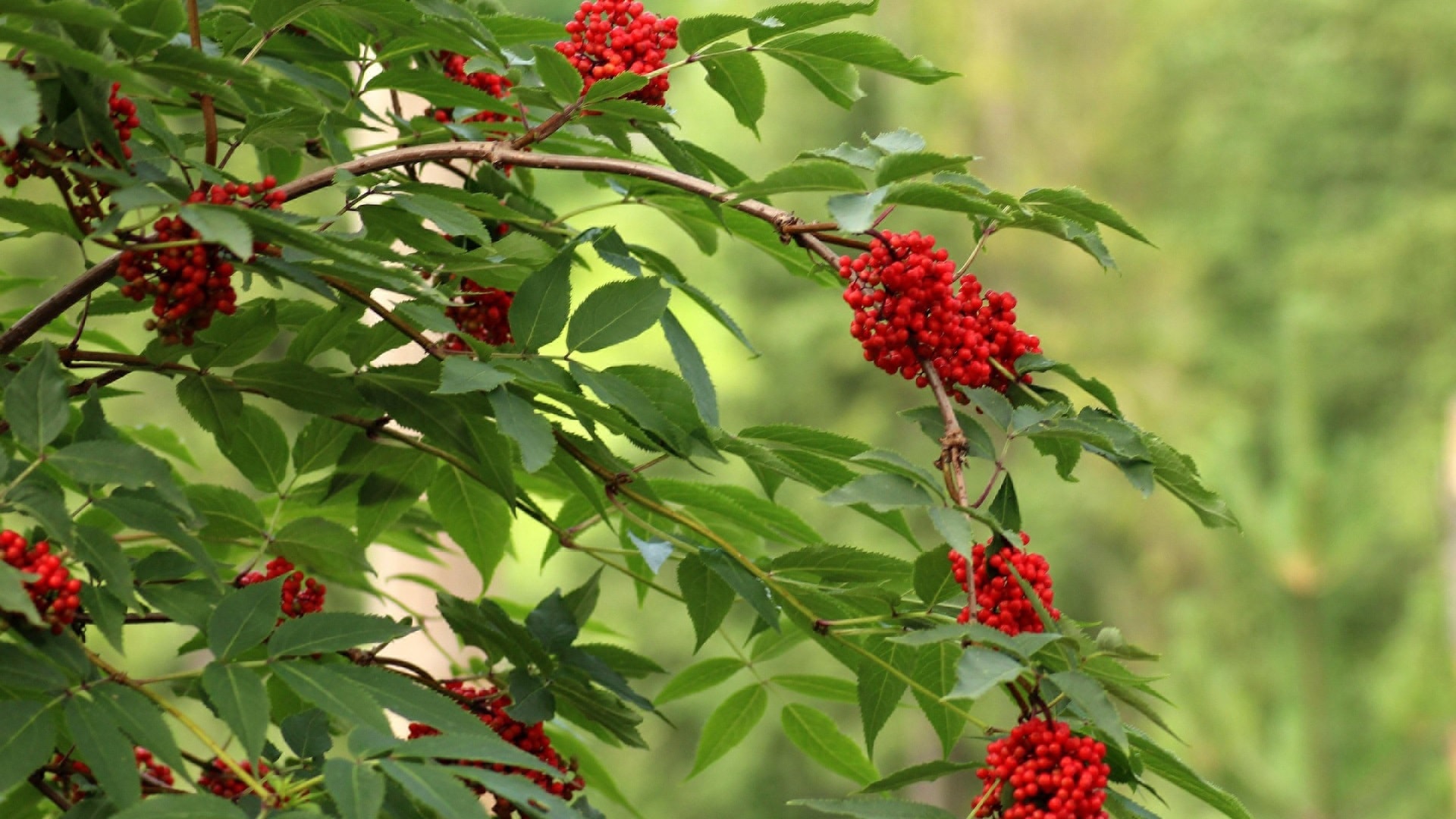 sorbus-aucuparia-3502021_1920