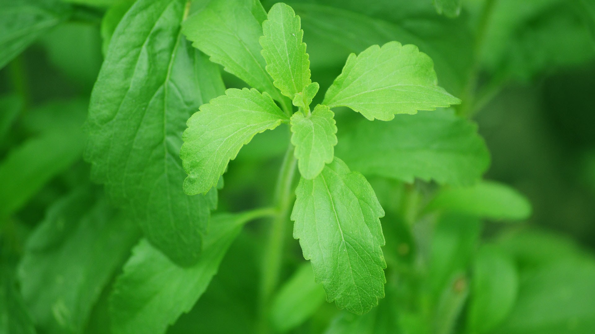 stevia-74187_1920