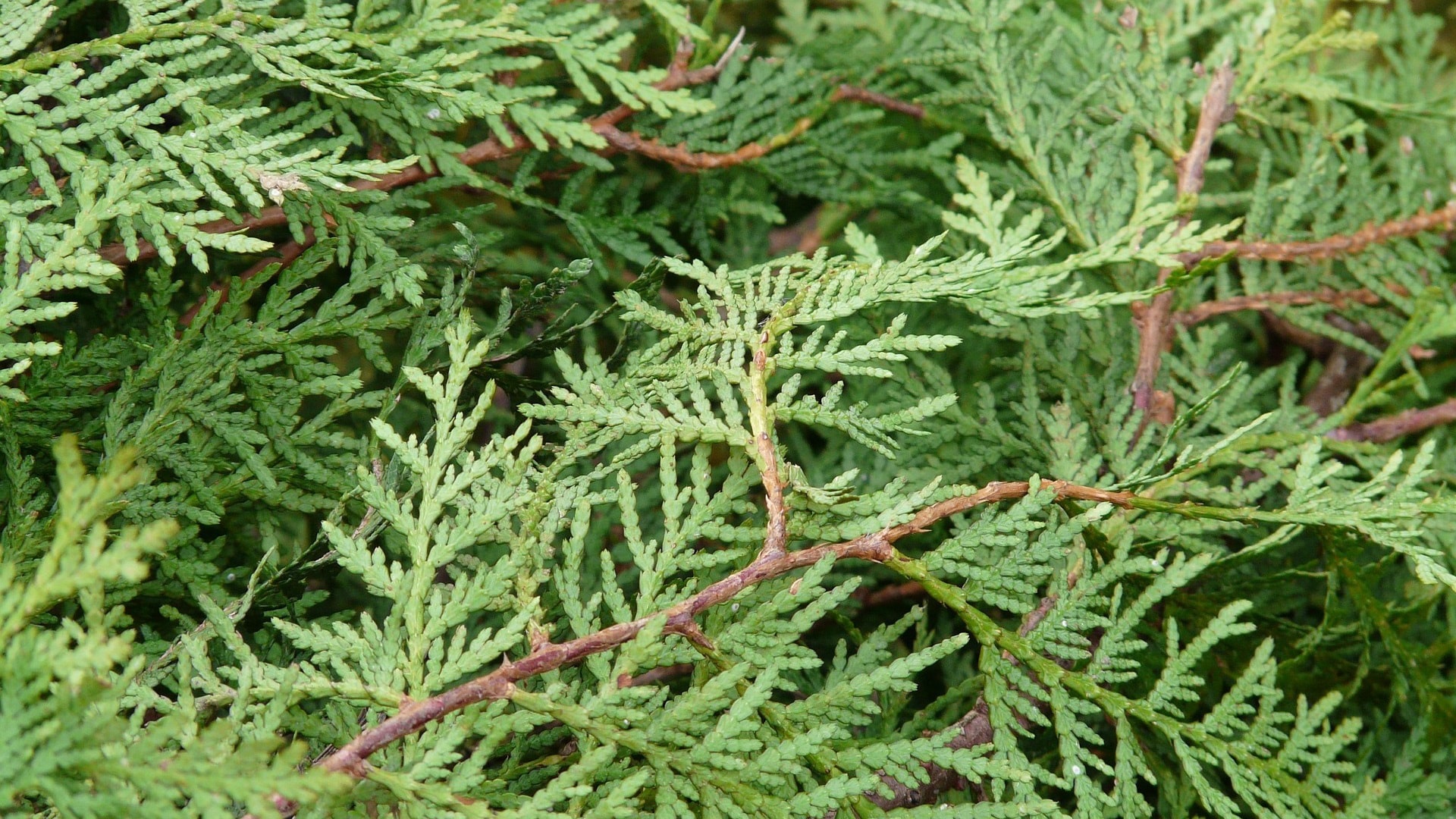 thuja_tuija