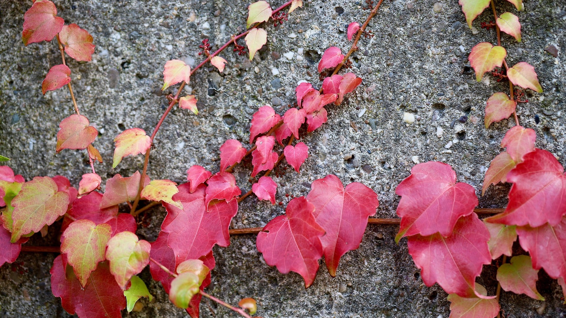vine-8437280_1920