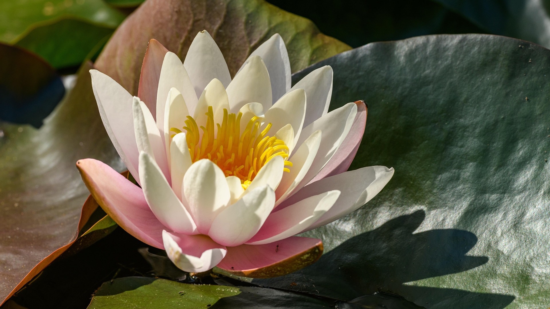 water-lily-8801635_1920