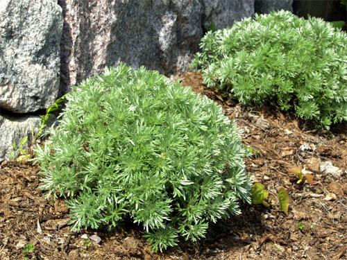 Ohotanmaruna (Artemisia schmidtiana 'Nana')
