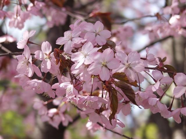 Koristekirsikat hehkuvat aurinkoisella paikalla keväisin kukkahunnussa ja kesän loputtua upeissa syysväreissä.