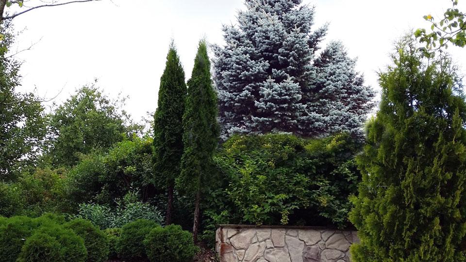 Jos tila riittää, niin iso havupuu on komea yksityiskohta puutarhassa. Kuva: Sanna Numminen
