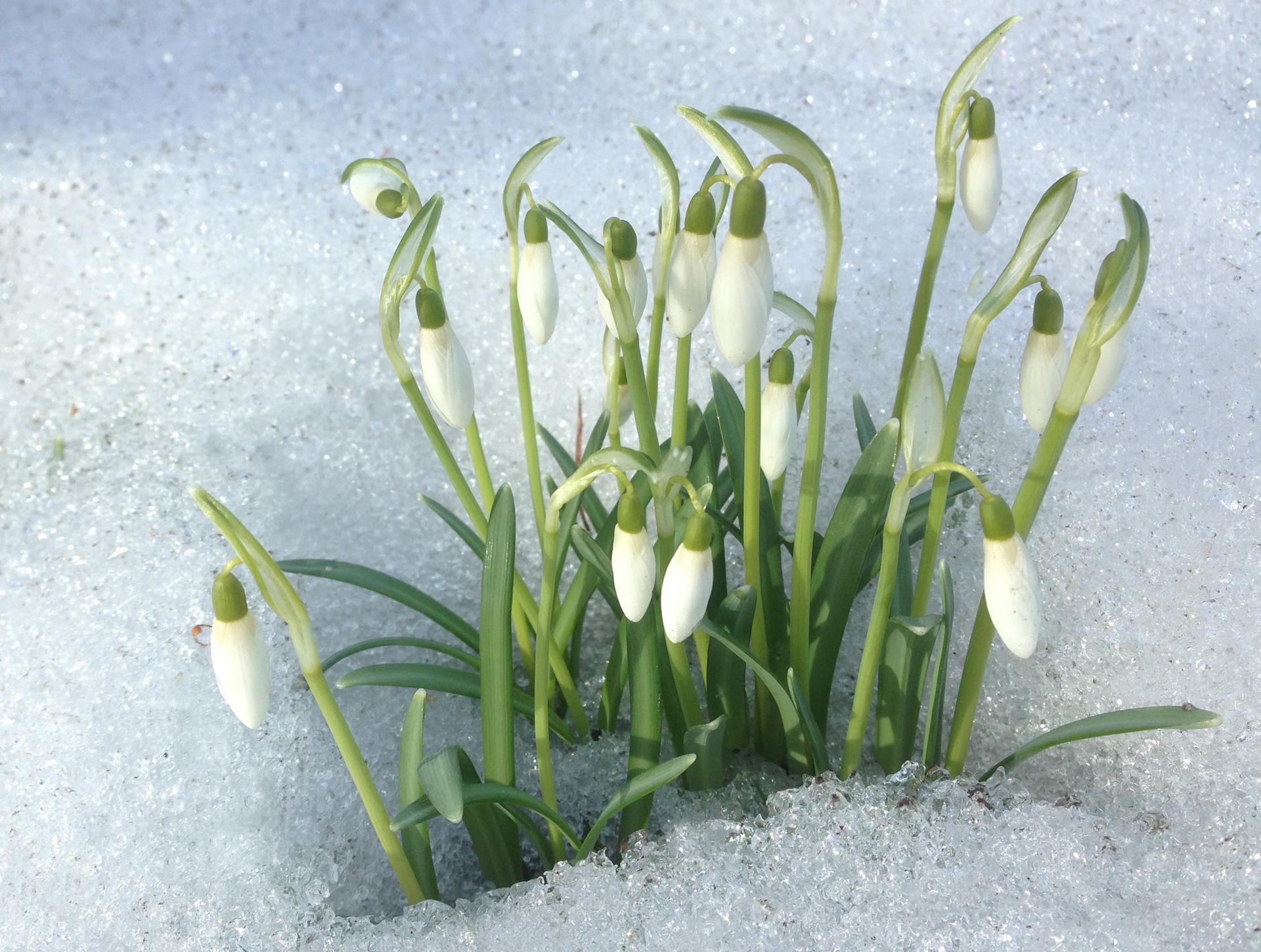 Kasvu tuottaa lämpöä, siksi lumikello työntää päänsä jopa jään ja lumen läpi.