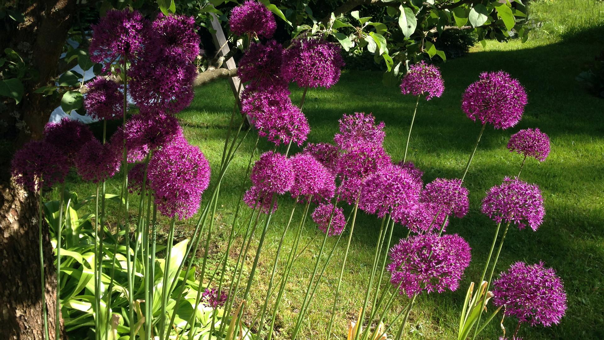 Ukkolaukka osaa yllättää ja leviää puutarhassa myös siementämällä. Sen syvän lilat kukkapallot ovat halkaisijaltaan reilut 10 cm.