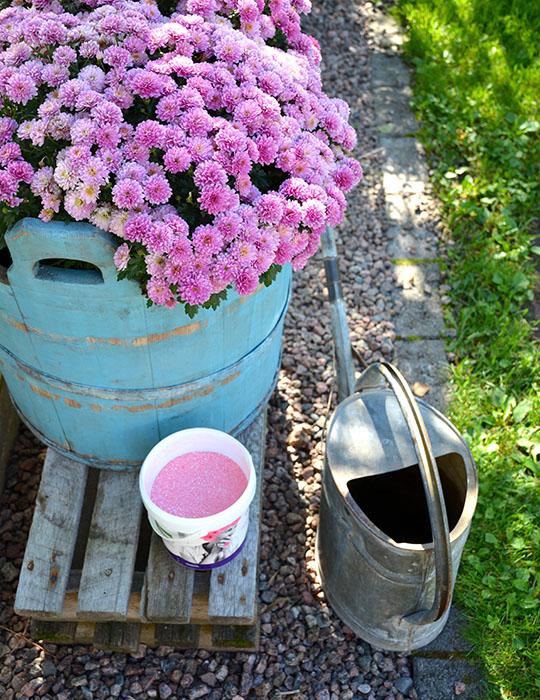 Aito vaaleanpunainen GreenCaren Puutarhan Kesä kukittaa myös syksyn kukkia.