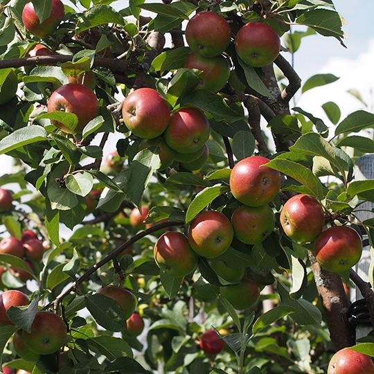 GreenCaren Puutarhan Syksy hyödyttää omenapuitakin.