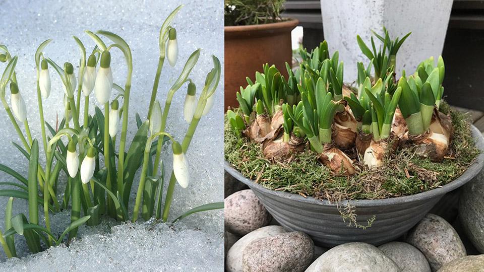 Innokkaimmat kevään kukkijat työntyvät jopa lumen läpi, mutta kevättä voi tuupata eteenpäin myös omilla ruukkuistutuksilla, joista kylmänkestävimpiä ovat narsissit ja helmihyasintit.