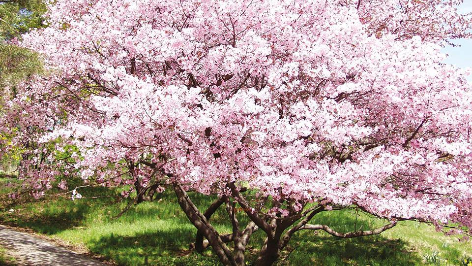 Rusokirsikka, Prunus sargentii, peittyy vaaleanpunaiseen kukkahuntuun jo ennen omenankukka-aikaa. Aurinkoiselle paikalle istutettuna sen lehdistö hehkuu syksyisin upeissa väreissä.