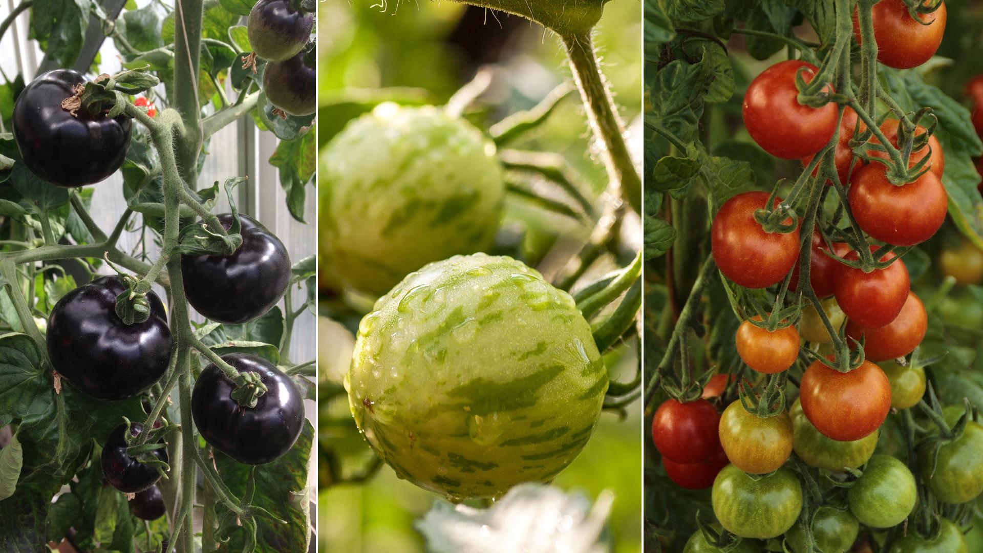 Yksi tomaatin hienoimmmista ominaisuuksista on lajikkeiden moninaisuus. Hedelmän värit, koot ja muodot samoin kuin itse kasvinkin koko vaihtelevat, joten ne sopivat erilaisiin paikkoihin ja erilaisiin tarpeisiin.