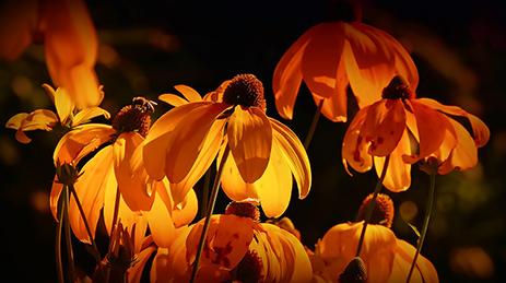 Näyttävät nauhukset, päivänhatut ja hohdekukat varioivat mm. keltaisen ja oranssin väreissä. Kun ne puhkeavat kukkaan, kestää kukinta pitkään.