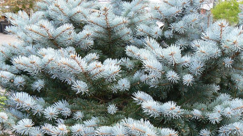 Hopea- ja sinikuuset (Picea pungens) ja niiden monet muodot toimivat hyvin havuryhmien valonkantajina. Keltaneulasia muunnoksia on tuijissa (Thuja) ja katajissa (Juniperus).