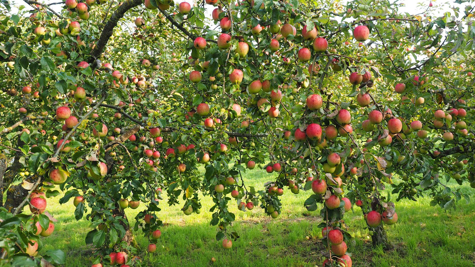 Jos haluamme nauttia omenapuiden runsaasta sadosta joka vuosi, täytyy pitää huolta puista.