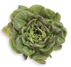 Punainen salanova-tyyppinen salaatti (kuva: Kotimaiset Kasvikset ry)