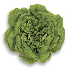 Vihreä salanova-tyyppinen salaatti (kuva: Kotimaiset Kasvikset ry)