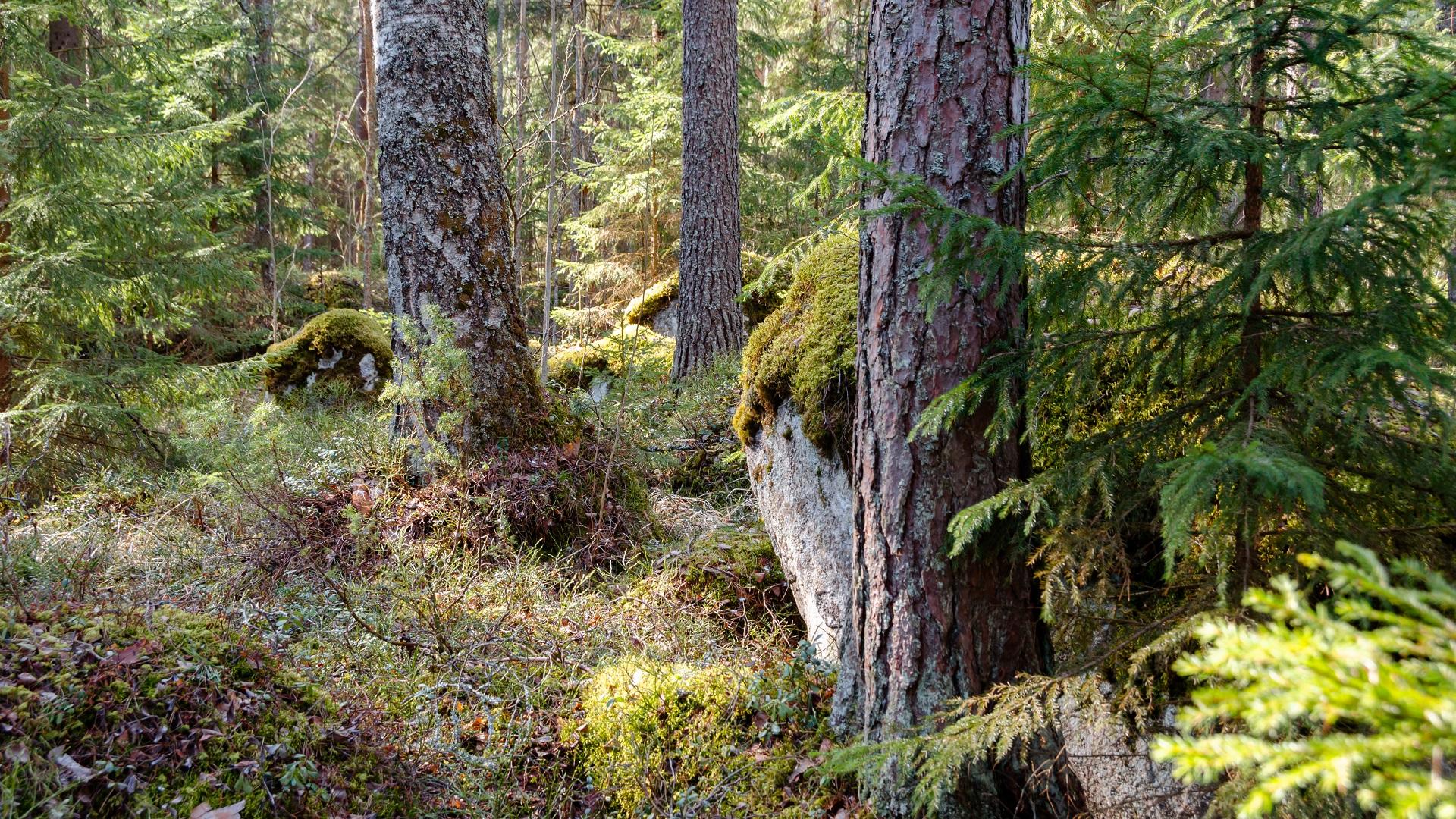 Luke jatkaa havuparikkaan ekologian tutkimista Suomen oloissa. Tavoitteena on tuottaa metsänhoitosuosituksia taudin vähentämiseksi. Kuva: Shutterstock