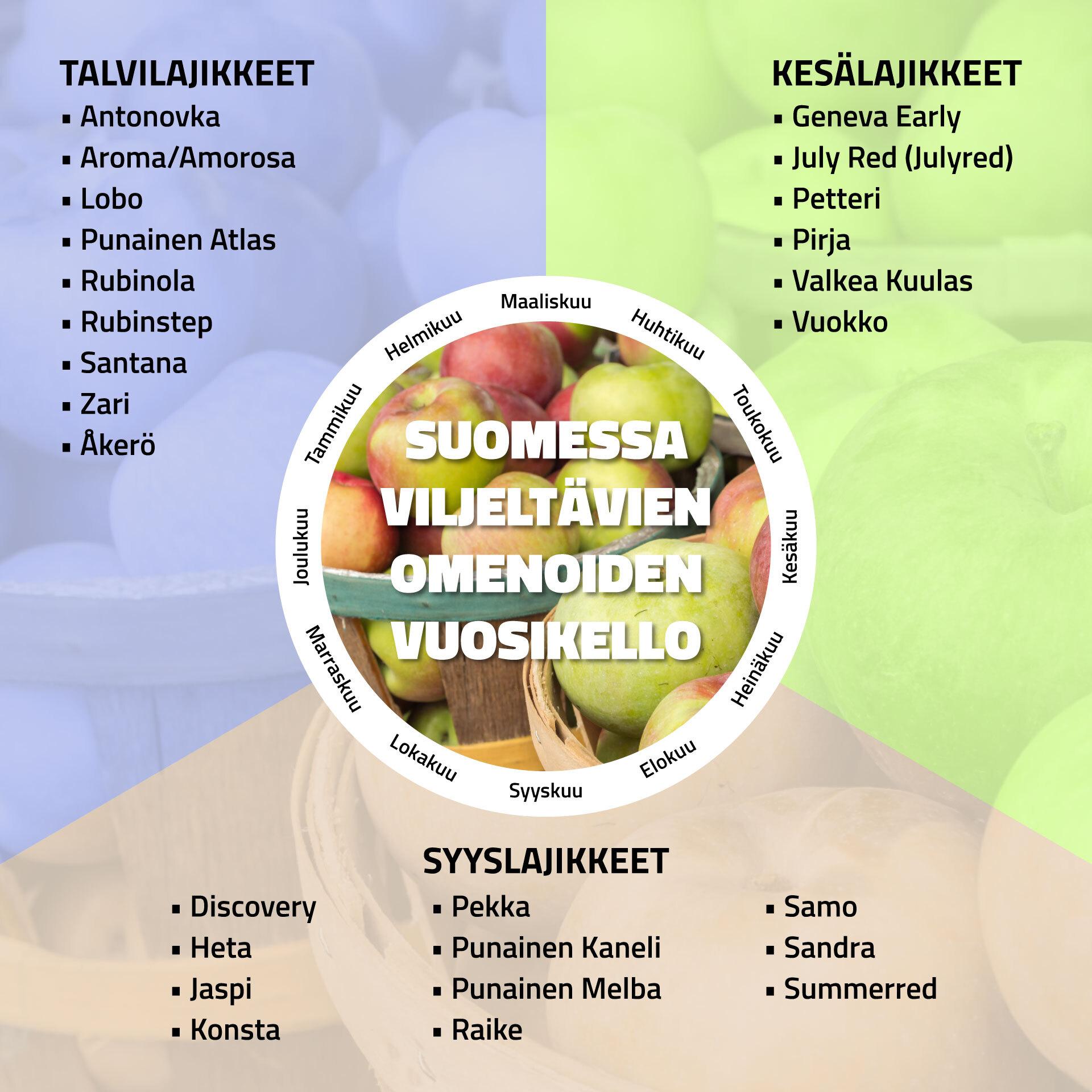 Suomessa viljeltävät omenat vuoden aikana. Kuvassa keskellä Lobo. Kuva: Rakentaja.fi