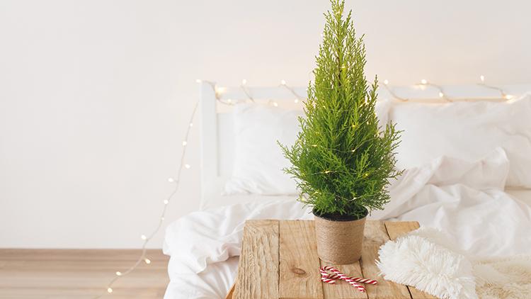 Jos et pidä perinteisestä kuusesta, miten olisi vaikka pieni sypressi? Kuva: Shutterstock