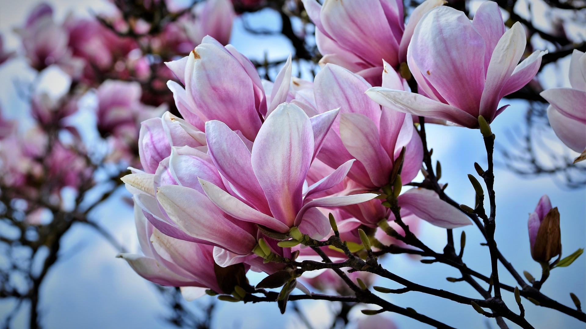 Magnolia kukkii (kuva: Pixabay)