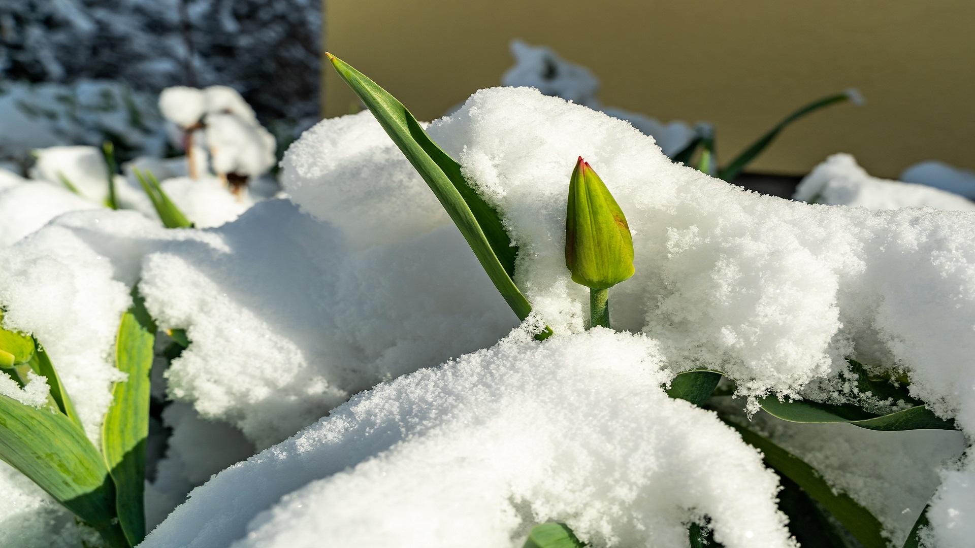 Tulppaanit lumen peitossa (kuva: Shutterstock)