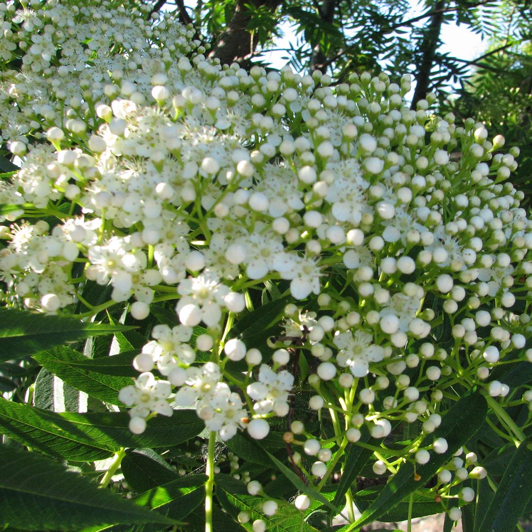 Tuurenpihlajan (Sorbus 'Dodong') kukinto. (Kuva: Puutarha.net)