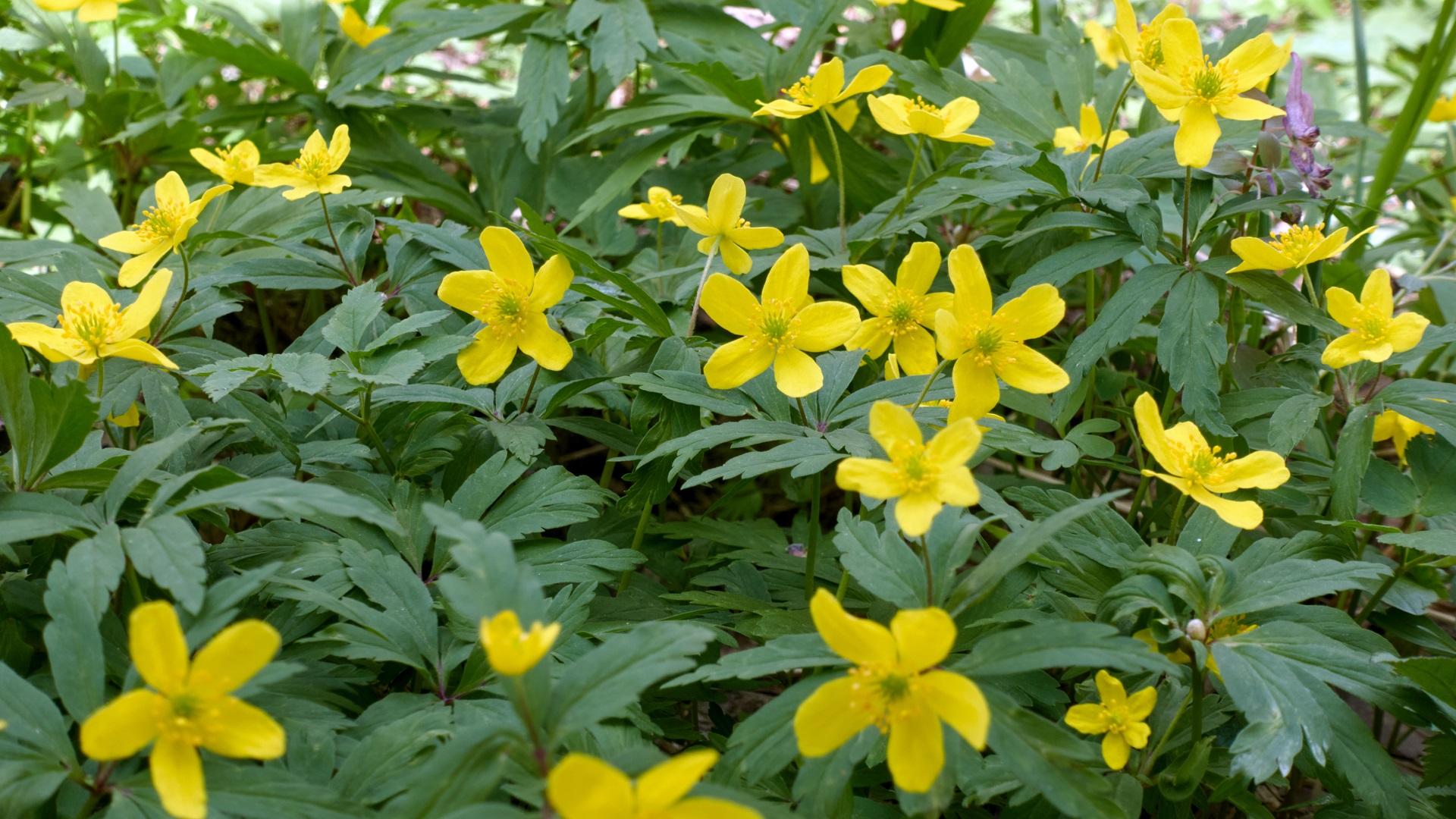 Keltavuokko kukkii keltaisin kukin. Yleensä varressa on yksi kukka, joskus kaksi. (Kuva: Shutterstock)