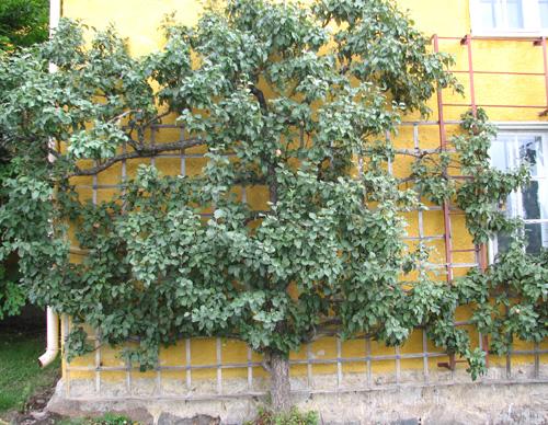 Omenapuun voi tukea ja kasvattaa myös kauniisti säleikköön, jolloin sadon kerääminen on helppoa.